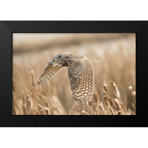 Great Horned Owl Black Modern Wood Framed Art Print by Stahl, Peter