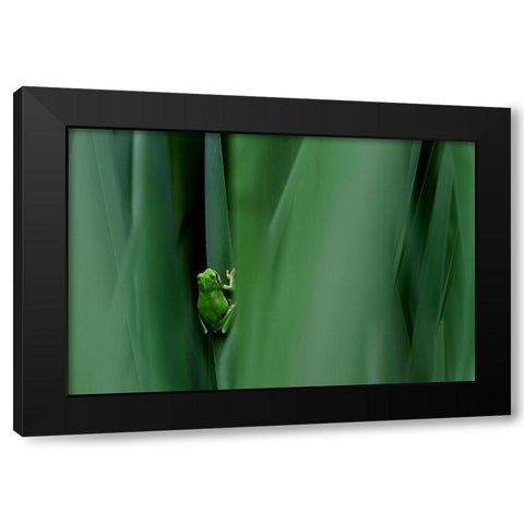 Stage Curtain Black Modern Wood Framed Art Print by Mei, Massimo