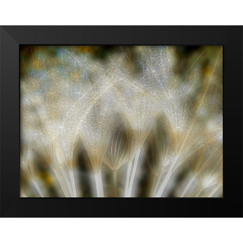 Fireworks Nature... Black Modern Wood Framed Art Print by Dufour, Thierry