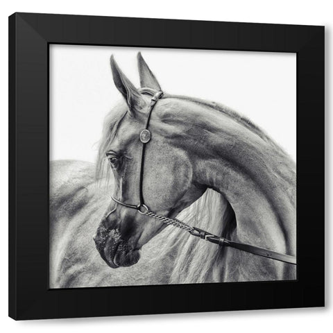 The Arabian Horse Black Modern Wood Framed Art Print with Double Matting by Flour, Piet