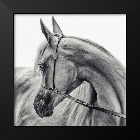 The Arabian Horse Black Modern Wood Framed Art Print by Flour, Piet