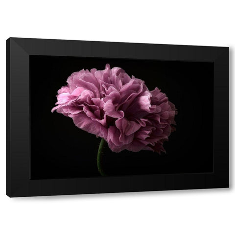 Poppy Black Modern Wood Framed Art Print with Double Matting by Gronkjar, Lotte