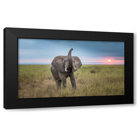 King Of The Domain Black Modern Wood Framed Art Print with Double Matting by C. Sink, Jeffrey