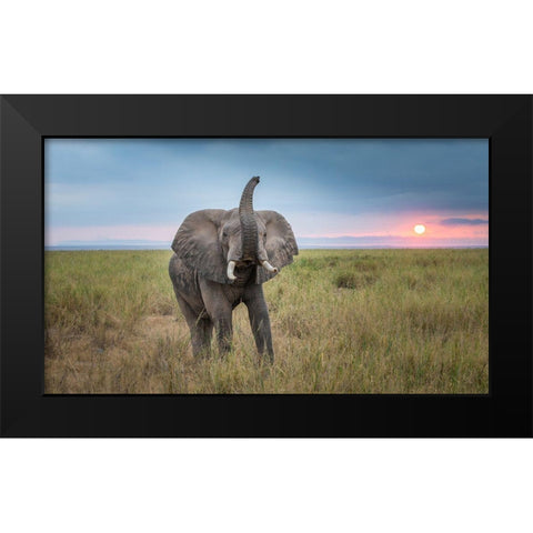 King Of The Domain Black Modern Wood Framed Art Print by C. Sink, Jeffrey