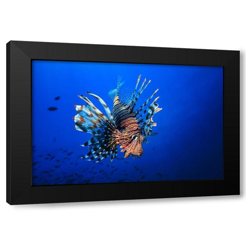 Lionfish Black Modern Wood Framed Art Print by Gabriel, Barathieu