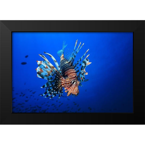 Lionfish Black Modern Wood Framed Art Print by Gabriel, Barathieu