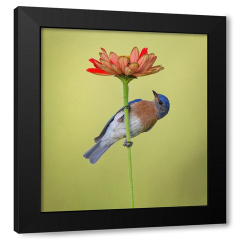 I Hear It But I Cant See It Black Modern Wood Framed Art Print by Schlaf, Christopher