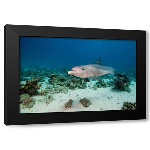 Bottlenose Dolphin Black Modern Wood Framed Art Print by Van Beeck, Dray