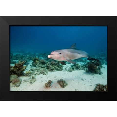 Bottlenose Dolphin Black Modern Wood Framed Art Print by Van Beeck, Dray