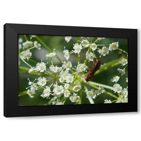 Red Pollinator Black Modern Wood Framed Art Print by Gardner, Paul