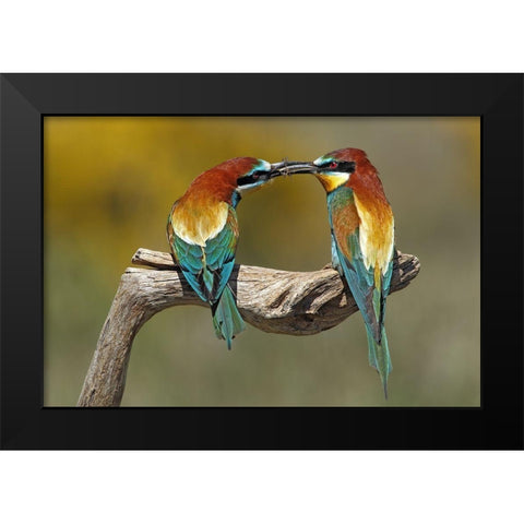 True Love Black Modern Wood Framed Art Print by Merino, Nicolas