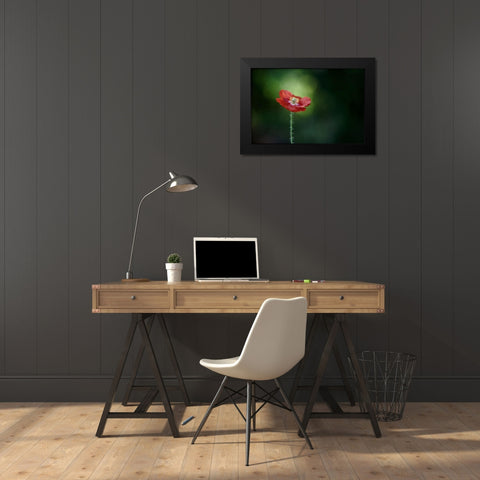 Morning Poppy Black Modern Wood Framed Art Print by Gronkjar, Lotte