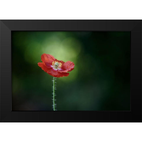 Morning Poppy Black Modern Wood Framed Art Print by Gronkjar, Lotte