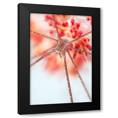 Snow Flower Black Modern Wood Framed Art Print with Double Matting by Narchuk, Andrey