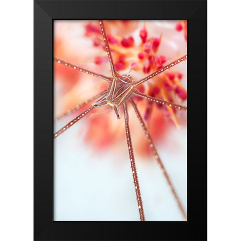Snow Flower Black Modern Wood Framed Art Print by Narchuk, Andrey