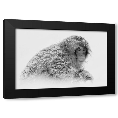 Snow Monkey Black Modern Wood Framed Art Print by Tjandra, C.S.