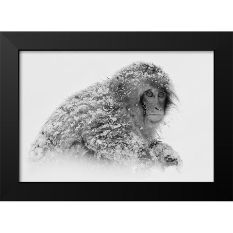 Snow Monkey Black Modern Wood Framed Art Print by Tjandra, C.S.
