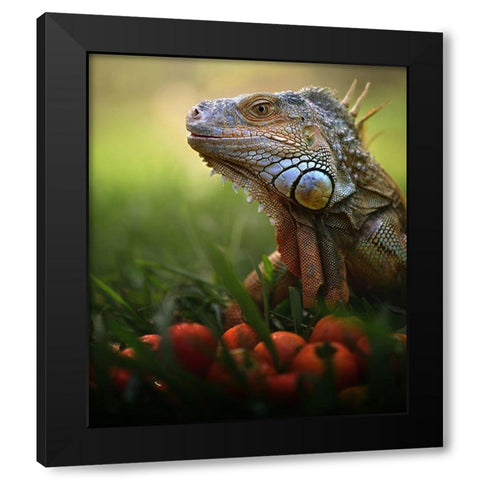 Tomatoes Time Black Modern Wood Framed Art Print with Double Matting by Bhs, Fahmi