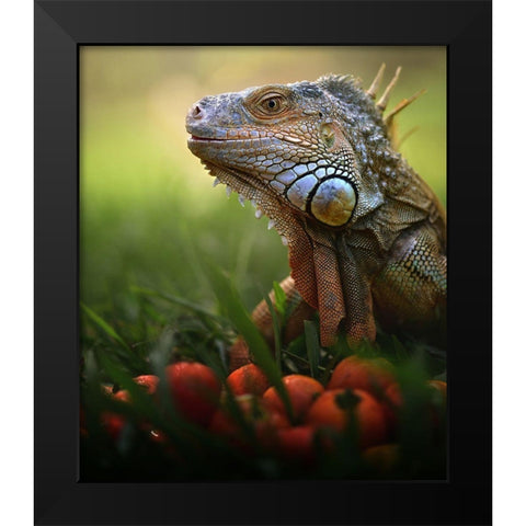 Tomatoes Time Black Modern Wood Framed Art Print by Bhs, Fahmi