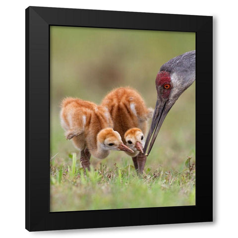 Sandhill Crane With Chicks Black Modern Wood Framed Art Print by Forns, Alfred