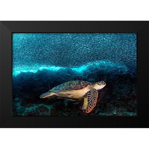 Turtle And Sardines Black Modern Wood Framed Art Print by Jager, Henry