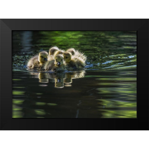Cute Baby Canada Geese Black Modern Wood Framed Art Print by Tian, Xiaobing