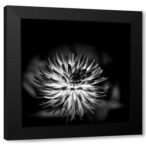 Sensual Performance Black Modern Wood Framed Art Print by Bland, Richard