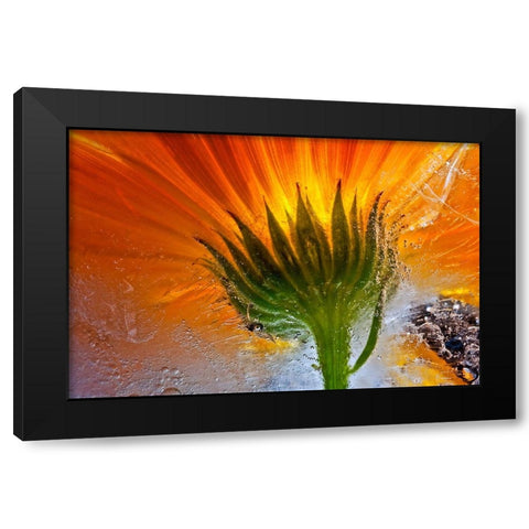 Frozen Marigold Black Modern Wood Framed Art Print with Double Matting by Losada, Secundino