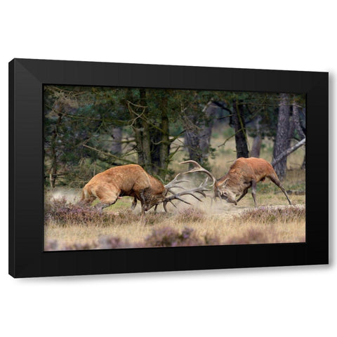 Clash Of The Titans Black Modern Wood Framed Art Print with Double Matting by Janssens, Roelof