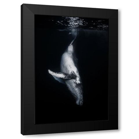 Black Whale Black Modern Wood Framed Art Print with Double Matting by Gabriel, Barathieu