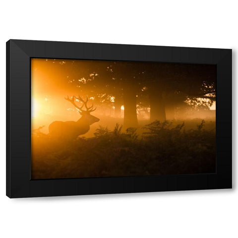 Stag In The Mist Black Modern Wood Framed Art Print with Double Matting by Harling, Stuart