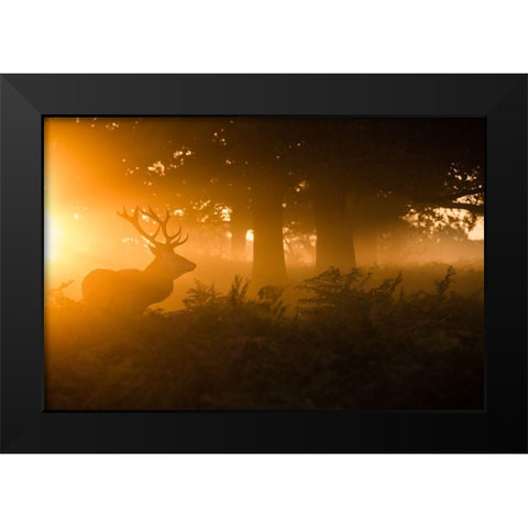 Stag In The Mist Black Modern Wood Framed Art Print by Harling, Stuart