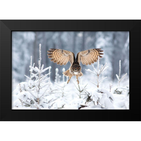 Eurasian Eagle-Owl Black Modern Wood Framed Art Print by Zygmunt, Milan