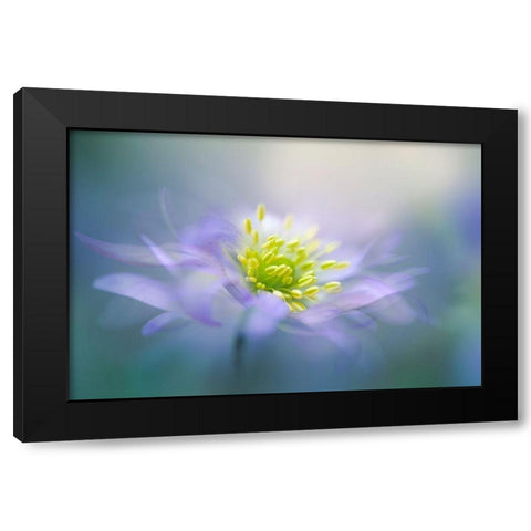 Windflower Black Modern Wood Framed Art Print by Parker, Jacky