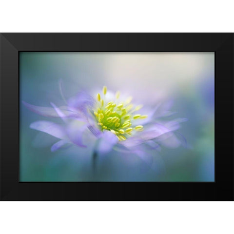 Windflower Black Modern Wood Framed Art Print by Parker, Jacky