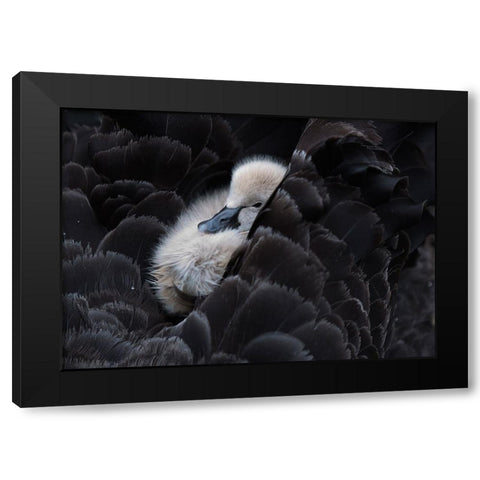 Pickaback Black Modern Wood Framed Art Print with Double Matting by Tjandra, C.S.