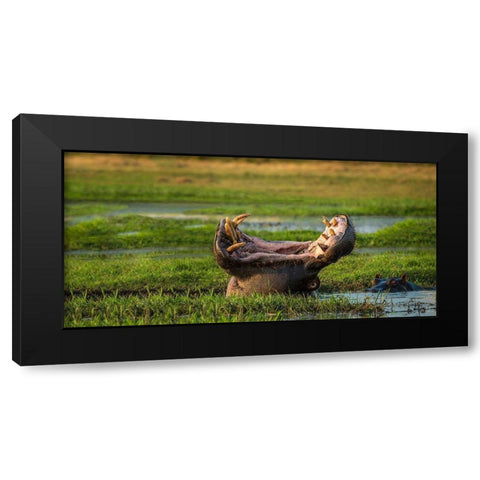 Dare To Yawn Black Modern Wood Framed Art Print by Doyle, Renee