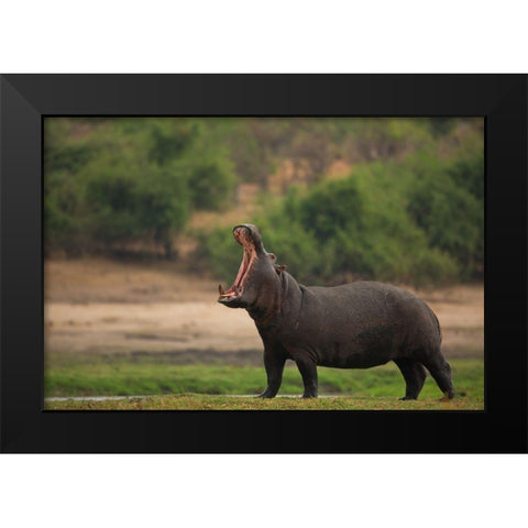 Big Mouth Black Modern Wood Framed Art Print by Eichelberg, Amnon