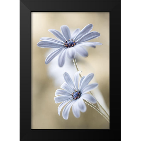 Cape Daisies Black Modern Wood Framed Art Print by Disher, Mandy