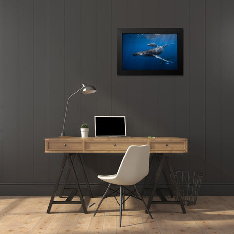 Humpback Whale Familys Black Modern Wood Framed Art Print by Gabriel, Barathieu