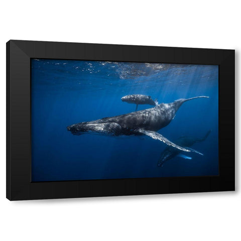 Humpback Whale Familys Black Modern Wood Framed Art Print with Double Matting by Gabriel, Barathieu