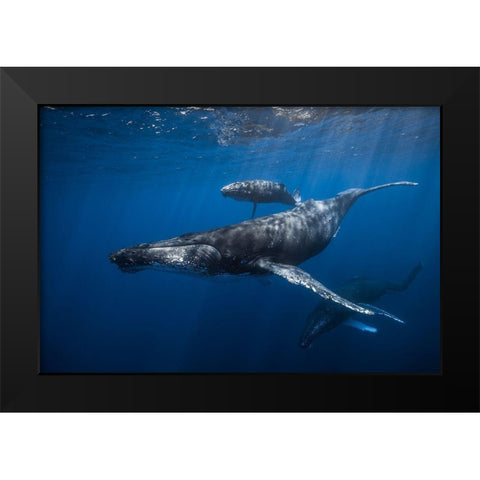 Humpback Whale Familys Black Modern Wood Framed Art Print by Gabriel, Barathieu