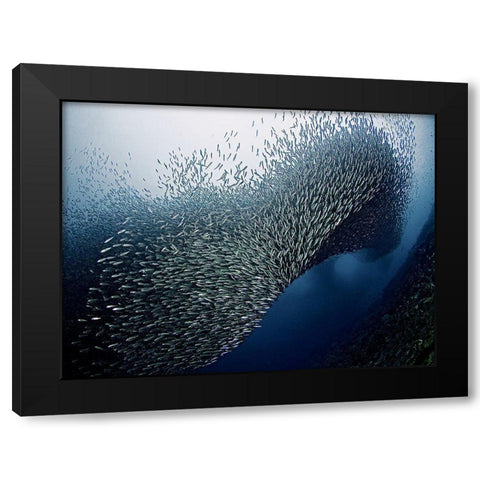 Sardines Tornado Black Modern Wood Framed Art Print by Jager, Henry