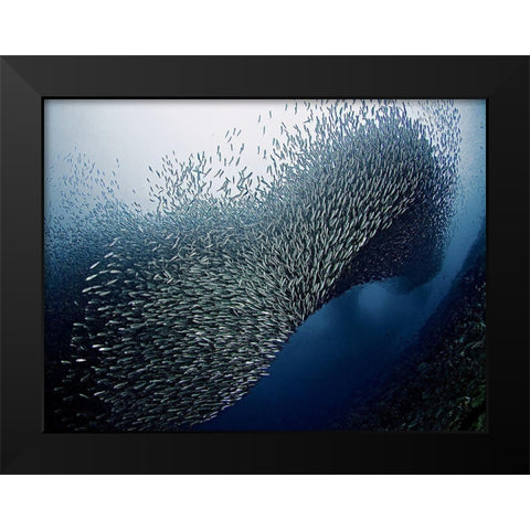 Sardines Tornado Black Modern Wood Framed Art Print by Jager, Henry