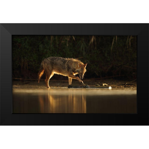 Jackal Morning Play Black Modern Wood Framed Art Print by Gavra, Assaf