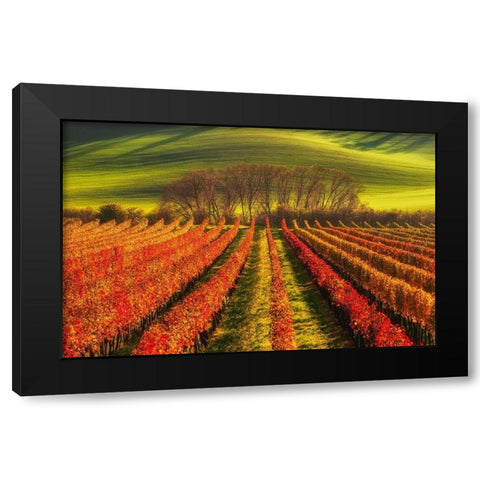 Vine-Growing Black Modern Wood Framed Art Print with Double Matting by Krol, Piotr