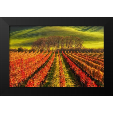 Vine-Growing Black Modern Wood Framed Art Print by Krol, Piotr