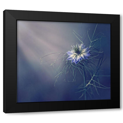 ....* Black Modern Wood Framed Art Print with Double Matting by Lazarov, Dimitar