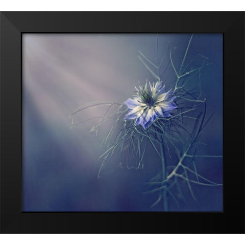 ....* Black Modern Wood Framed Art Print by Lazarov, Dimitar