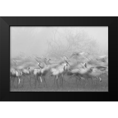 Agamon Hula Black Modern Wood Framed Art Print by Eichelberg, Amnon